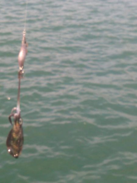 egi王QLive2号銀テープ